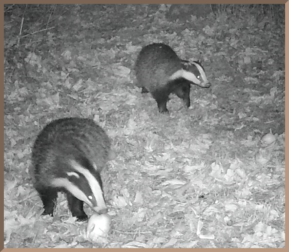 ImageoftheDay by Subject